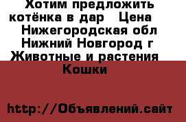 Хотим предложить котёнка в дар › Цена ­ - - Нижегородская обл., Нижний Новгород г. Животные и растения » Кошки   